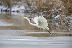 Large Egrets: Great White Egret (Egretta alba) Germany