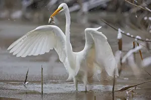 Large Egrets: Great White Egret (Egretta alba) Germany
