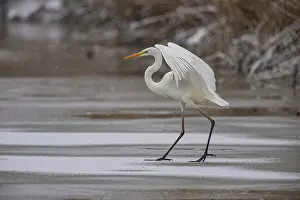 Large Egrets: Great White Egret (Egretta alba) Germany