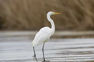 Large Egrets: Great White Egret (Egretta alba) Germany