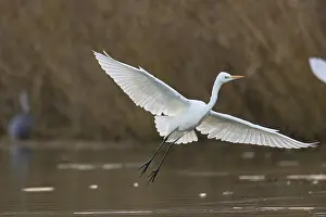 Ciconiiformes: Great White Egret (Egretta alba) Germany