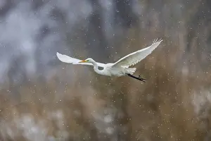 Ciconiiformes: Great White Egret (Egretta alba) Germany