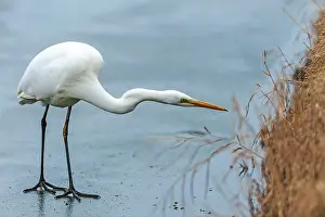 Ditch: Great White Egret (Egretta alba) searching for food