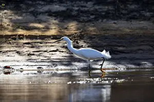 Ciconiiformes: Great White Egret (Egretta thula) Pantanal Brazil
