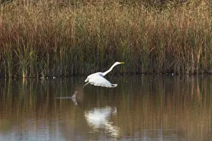 Egret: Great White Egret flight