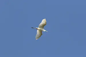 Egret: Great White Egret flight