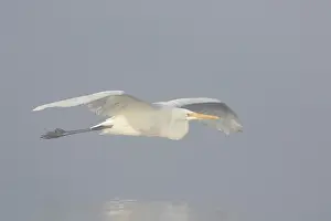 Egret: Great White Egret flight