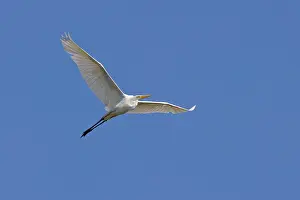 Alba: Great White Egret - in flight Ardea alba Abberton