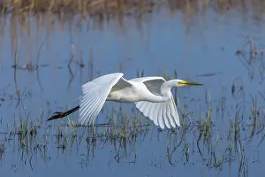 David Chapman: Great White Egret - Flight - UK