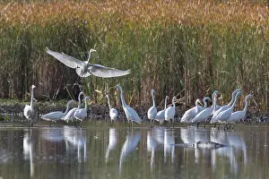 Egret: Great White Egret - flock of adults in shallow water