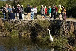 Birdwatchers: Great White Egret / Great White Heron - fishing