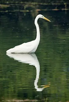 Ghana: Great White Egret - Keoladeo Ghana National Park