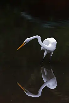 Egrets: Great White Egret o' with reflection Ardea alba La Fortuna