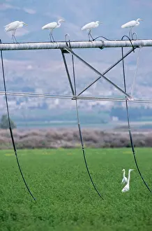 Machinery: Great White EGRET - Resting on irrigation machine