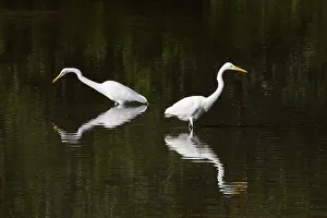 Ding: Great White Egrets - fishing - Ding Darling