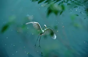 Hans D Dossenbach: Great White / Great EGRET - in flight, about to land