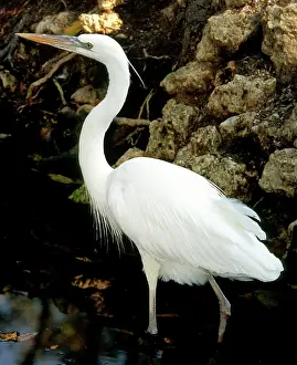 Wade: Great White Heron