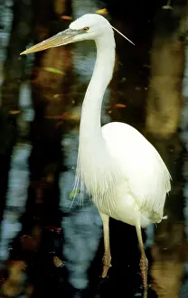 Wade: Great White Heron