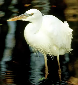 Wade: Great White Heron