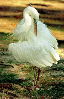 Preens: Great White Heron