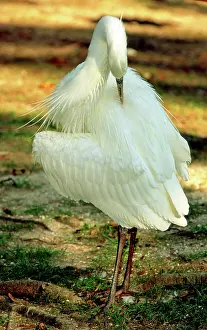 Preens: Great White Heron
