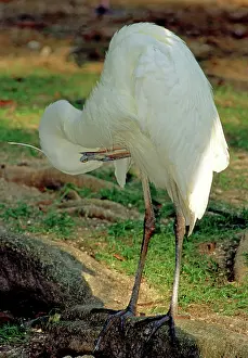 Preens: Great White Heron