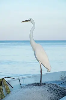 050221: Great White Heron on fishing boat - Holbox Mexico