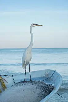 050221: Great White Heron on fishing boat - Holbox Mexico
