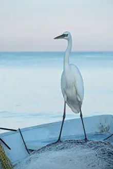 050221: Great White Heron on fishing boat - Holbox Mexico