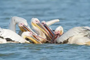 Agression: Great White Pelican