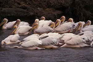 Tanzanian: Great White Pelican