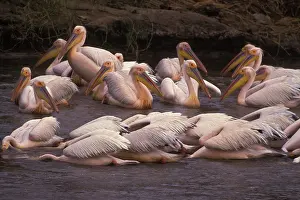 Tanzanian: Great White Pelican