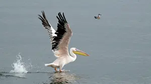 Walvis: Great White Pelican