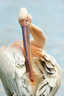 Callantsoog: Great White Pelican