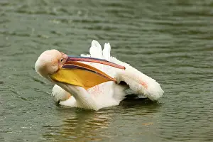 Callantsoog: Great White Pelican