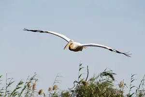 Oiseaux: Great White Pelican