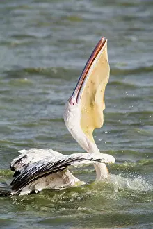 Oiseaux: Great White Pelican