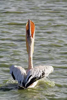 Oiseaux: Great White Pelican