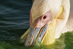 Oiseaux: Great White Pelican