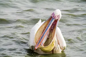 Oiseaux: Great White Pelican