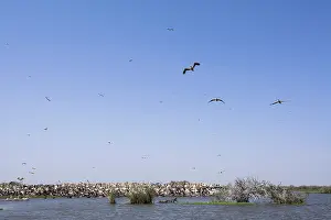 Oiseaux: Great White Pelican