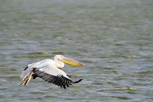 Oiseaux: Great White Pelican