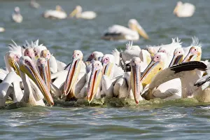 Oiseaux: Great White Pelican
