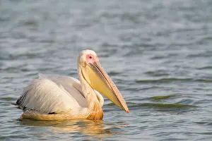 Oiseaux: Great White Pelican