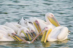 Oiseaux: Great White Pelican