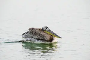 Oiseaux: Great White Pelican