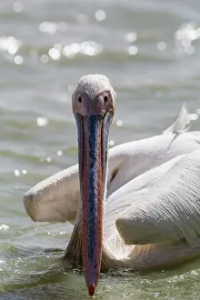 Oiseaux: Great White Pelican