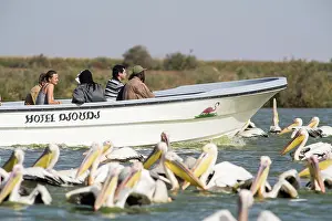 Oiseaux: Great White Pelican
