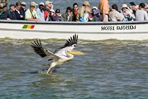 Oiseaux: Great White Pelican