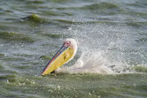 Oiseaux: Great White Pelican